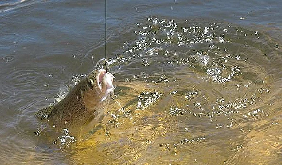 Pesca – Fly Fishing