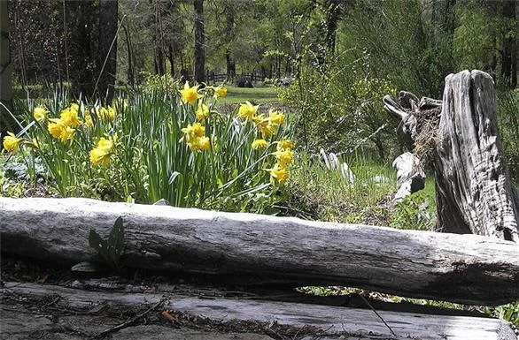 Parque Nacional Lanin