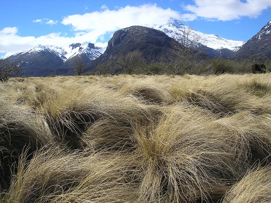 Parque Nacional Lanin