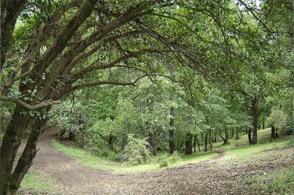 Mirador Bandurrias