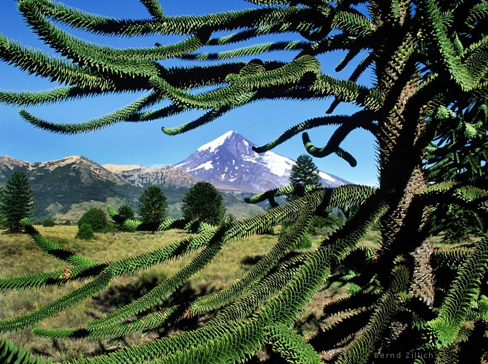 Lago Tromen y Volcán Lanín