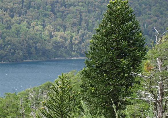 Lago Curruhué y Lahuen-co, Termas de Epulafquen