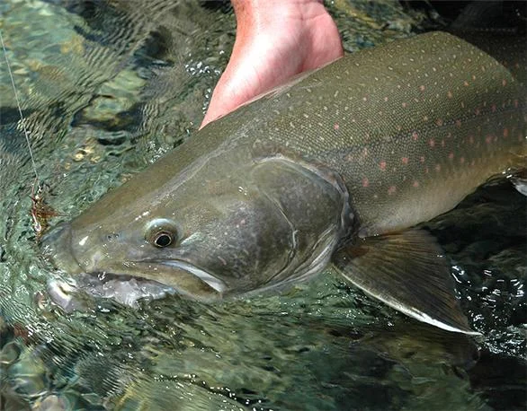 Trampa de Peces