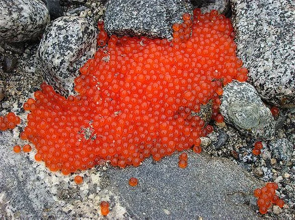 Trampa de Peces